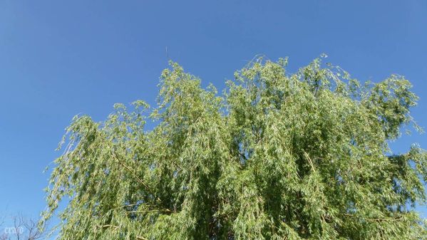 7mai2012--printemps-033a.jpg