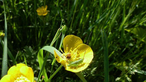 7mai2012--printemps-038a.jpg