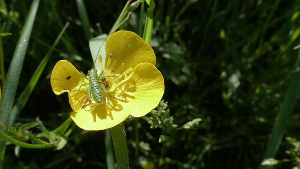 7mai2012--printemps-039b.jpg