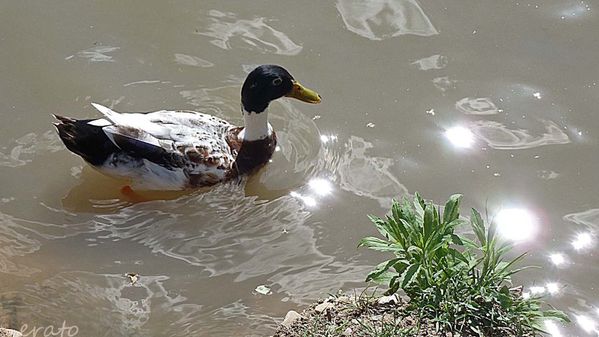 4juin2012-Le-Somail-098_modifie-1.jpga.jpg