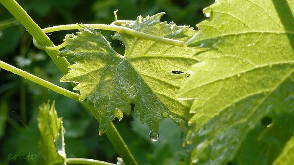2juin2012--fleurs-036a.jpg