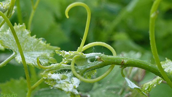 2juin2012--fleurs-041a.jpg