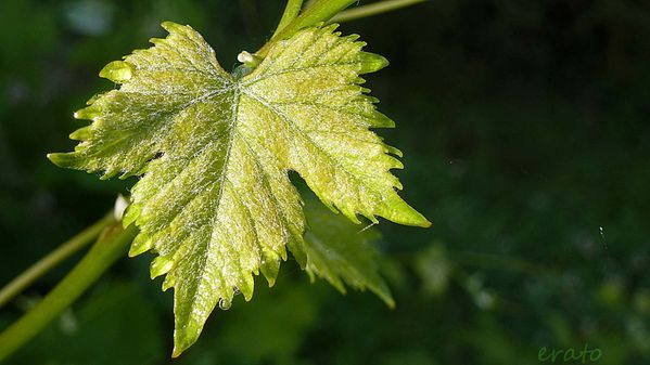 2juin2012--fleurs-047a.jpg
