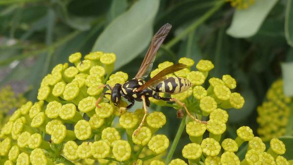 12juillet2012---butinage-001a.jpg