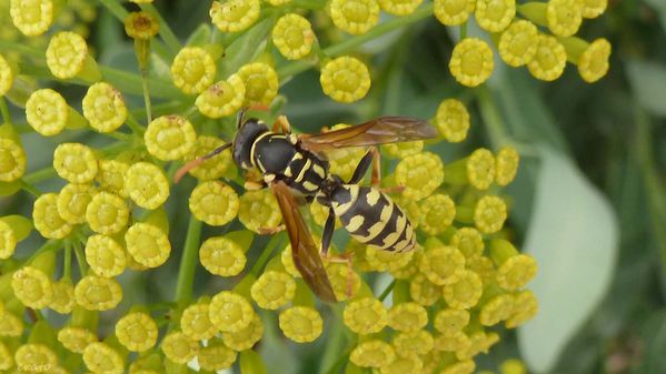 12juillet2012---butinage-008a.jpg