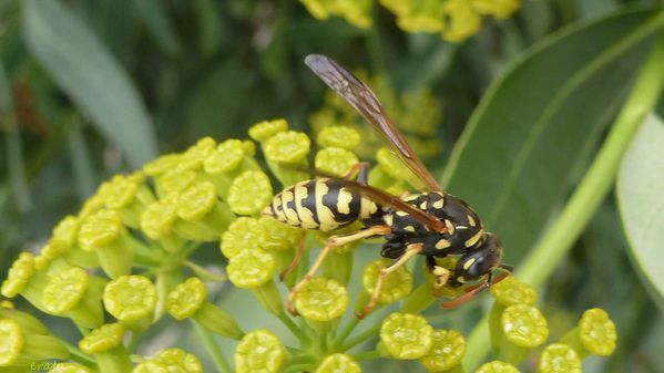 12juillet2012---butinage-010a.jpg