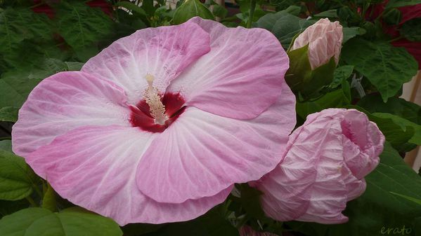 7juillet2012--hibiscus-cigale-001a.jpg