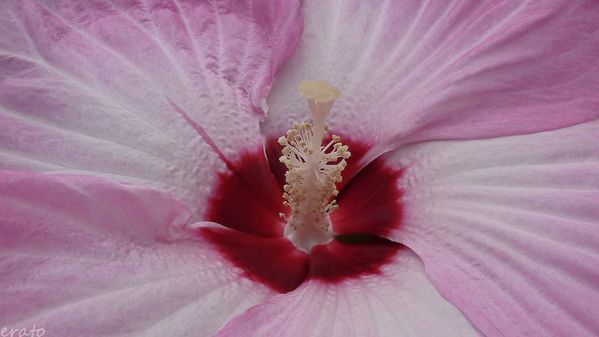 7juillet2012--hibiscus-cigale-005a.jpg