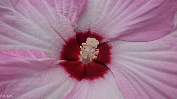 7juillet2012--hibiscus-cigale-006a.jpg