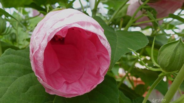 7juillet2012--hibiscus-cigale-008a.jpg