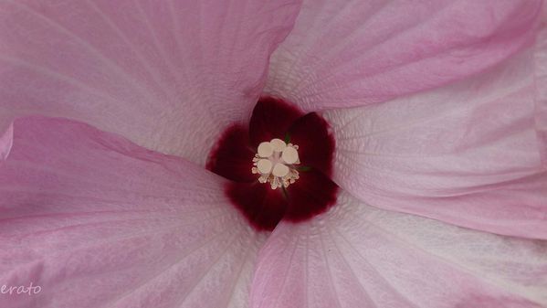 7juillet2012--hibiscus-cigale-011a.jpg