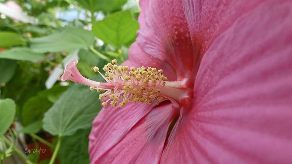 7juillet2012--hibiscus-cigale-013a.jpg