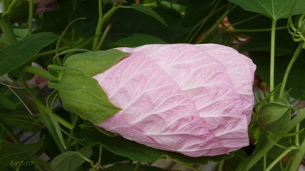 7juillet2012--hibiscus-cigale-015a.jpg