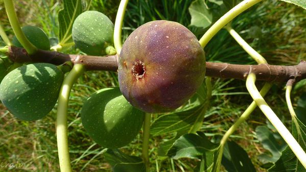 --figues--005a.jpg