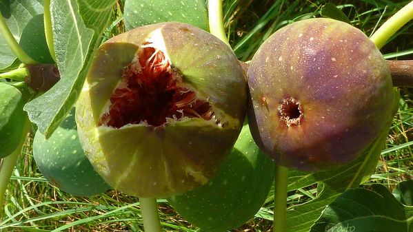 --figues--015a.jpg