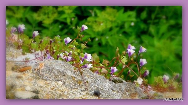 Dimanche de Caractère - Fresnay sur Sarthe - Mai 2010 (28)