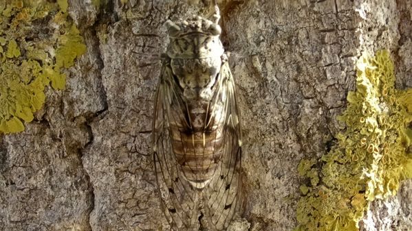 Cigale-espece-Cicada-orni-provence.png