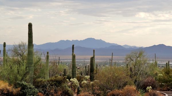 Saguaro NP Signal Hill Mountain Visitor Center