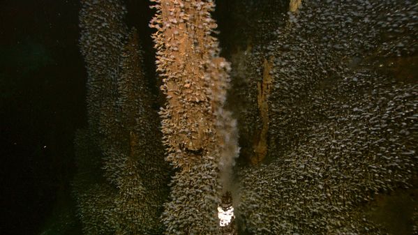 vent_colony_hires---Kawio-Barat.jpg