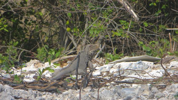 2013-04-16-cayo-rosario 0777