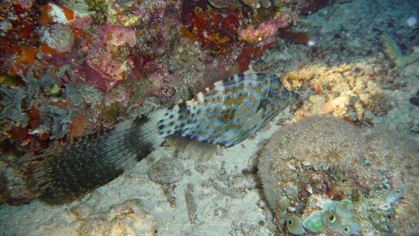 filefish [1600x1200]