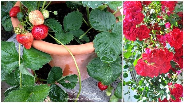 fraises-rose.jpg