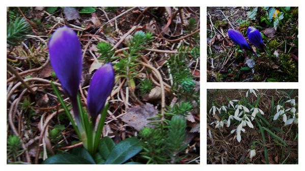 crocus et perce-neige