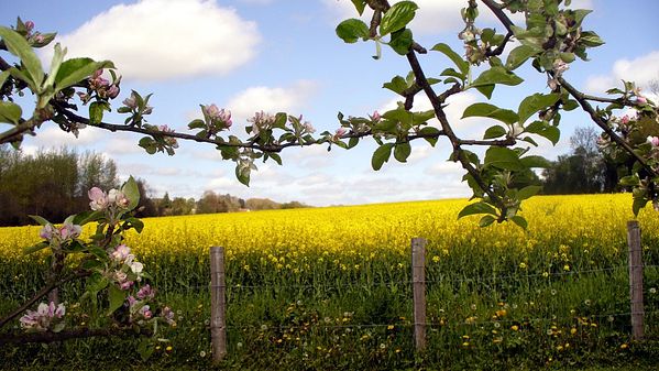 pommiers en fleurs