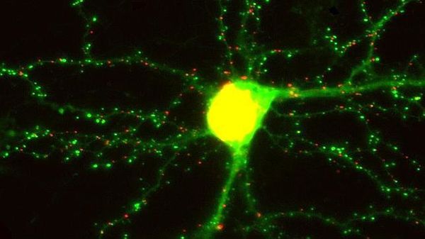 Neuronas y estrellas o Todo es Mente