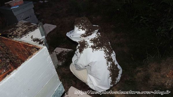 270813-Apiculture-pas-dangereuse.JPG