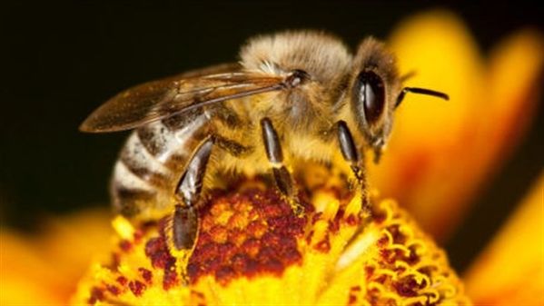 Des-abeilles-et-des-hommes-photo-3.jpg