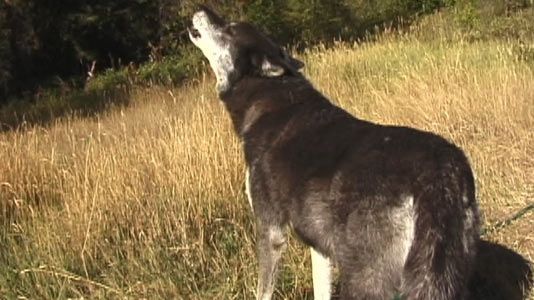 True-Wolf-photo-3.jpg