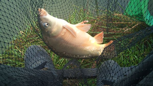 Authie---23-11-2011 1378