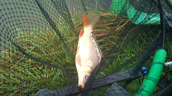 Authie---23-11-2011 1379