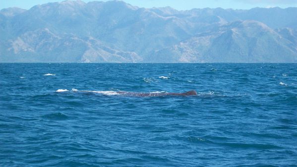 Whale watch (14)