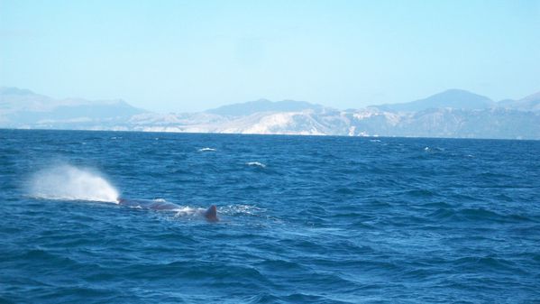 Whale watch (35)
