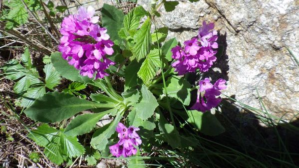 gordo-le-20-05-2013-233-copie-1.JPG