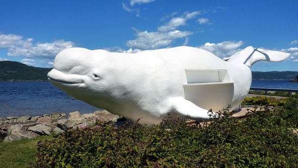 Petit Saguenay Beluga