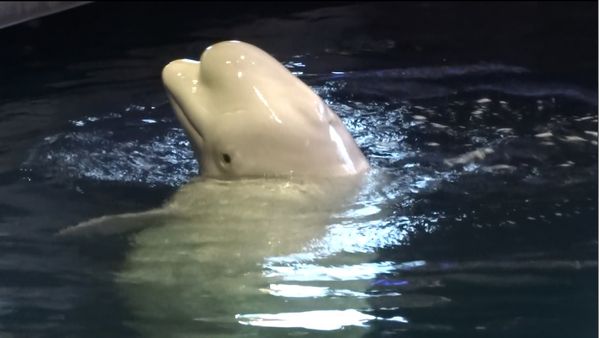 Chicago-Shedd-aquarium-beluga.jpg