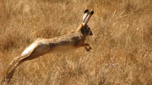 Lievre Lagomorphes