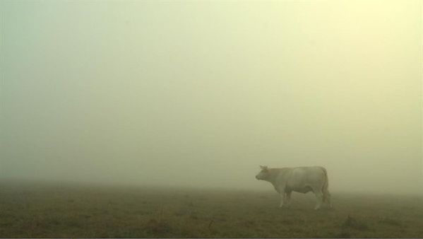 bovines-photo-2.jpg