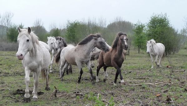 Chevaux dans les marais de Long