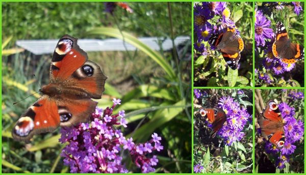 PAPILLONS