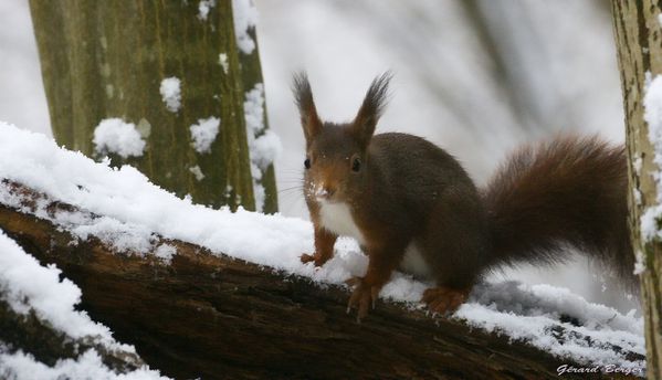 ecureuil-sous-la-neige.jpg