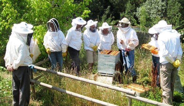 Des-abeilles-et-des-hommes-photo-2.jpg