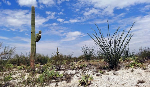 Tucson Saguaro NP Est 20 pano