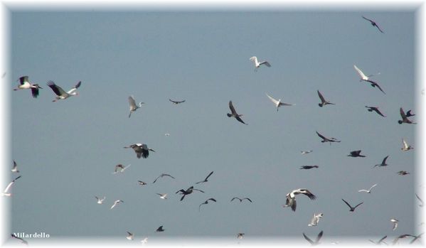 route-des-etangs-oiseaux.jpg