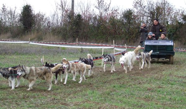 20101204 telethon la vergne chiens traineau 6868