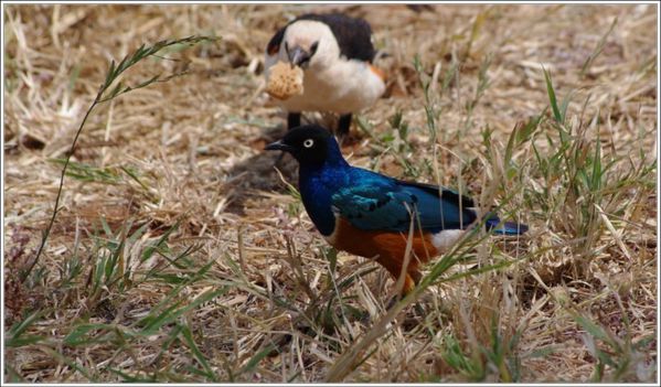 animaux du tarangire