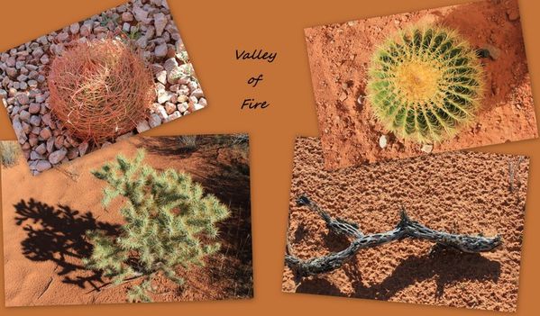 VALLEY OF FIRE1